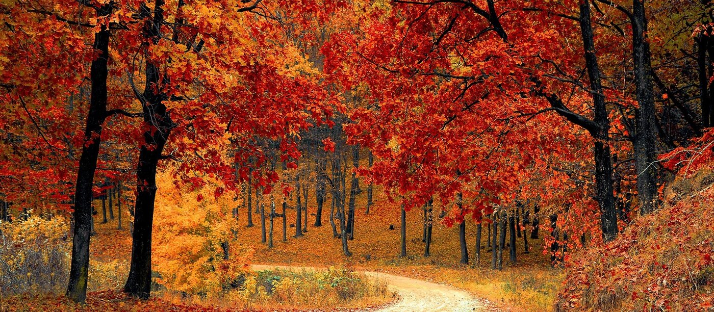Bäume mit spektakulären Herbstfarben.