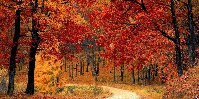 Bäume mit spektakulären Herbstfarben.